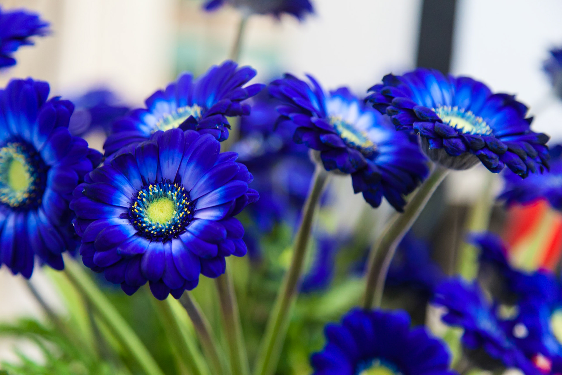 Keukenhof