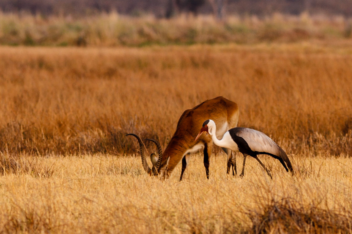 Lechwe and Wattled Crane
