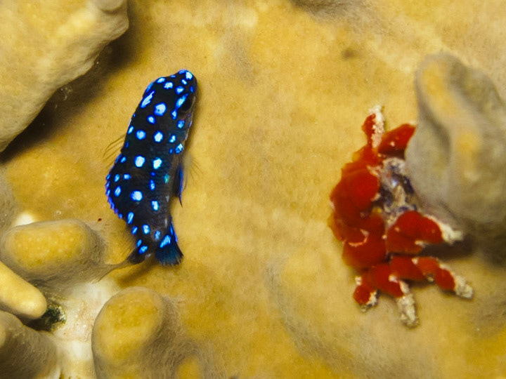 Yellowtail Damsel (Juv.) and Decorator Crab