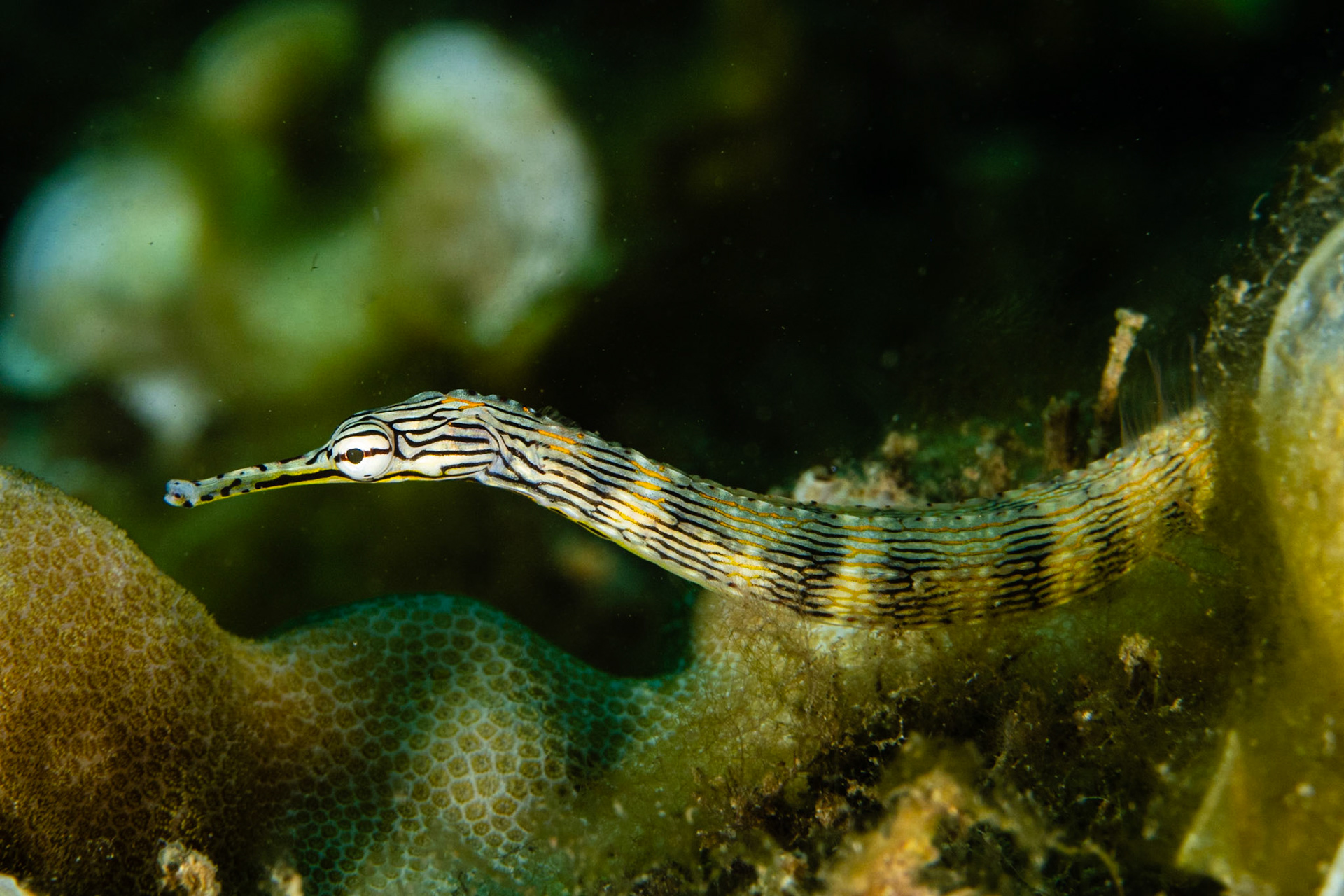 Reeftop Pipefish