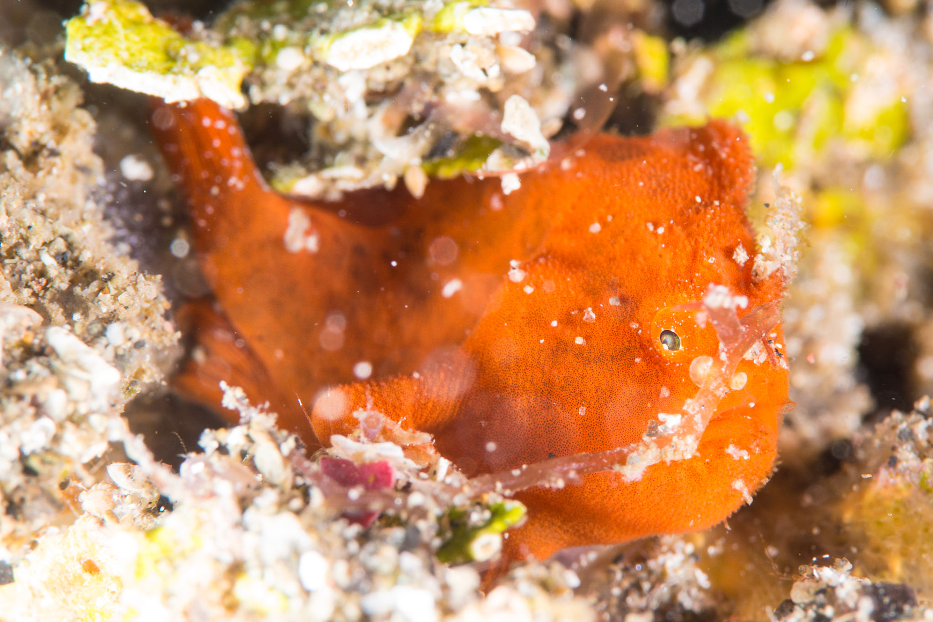 Painted Frogfish