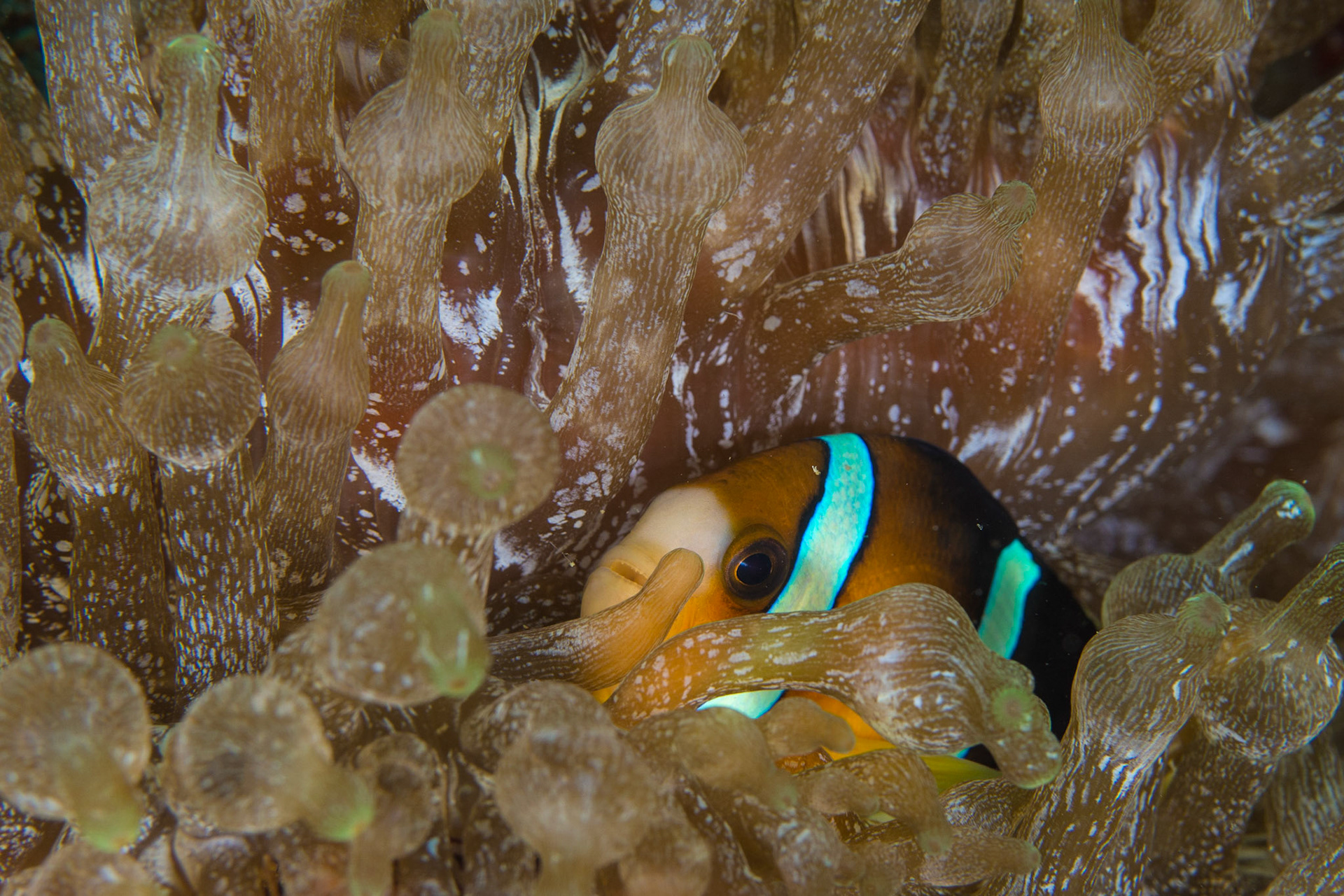 Clark's Anemonefish and Bubble Anemone