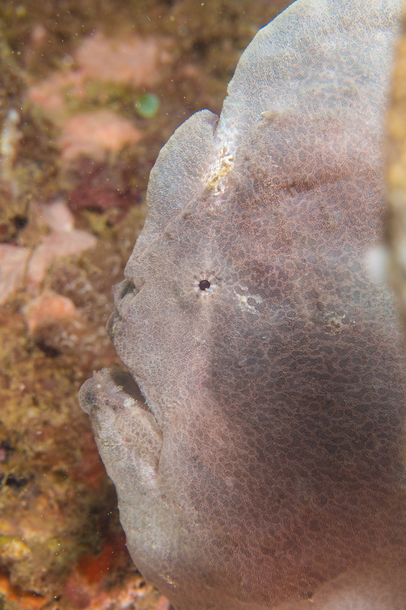 Giant Frogfish