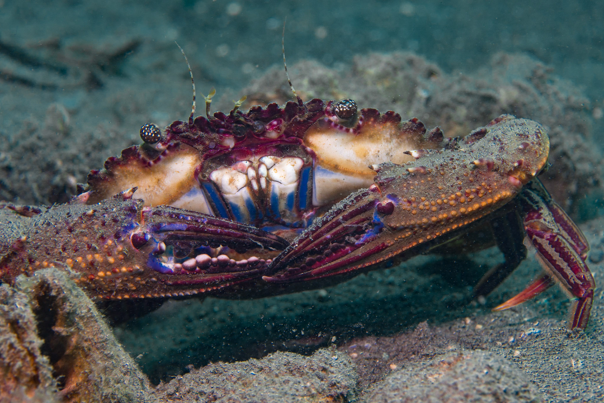 Blue Swimming Crab