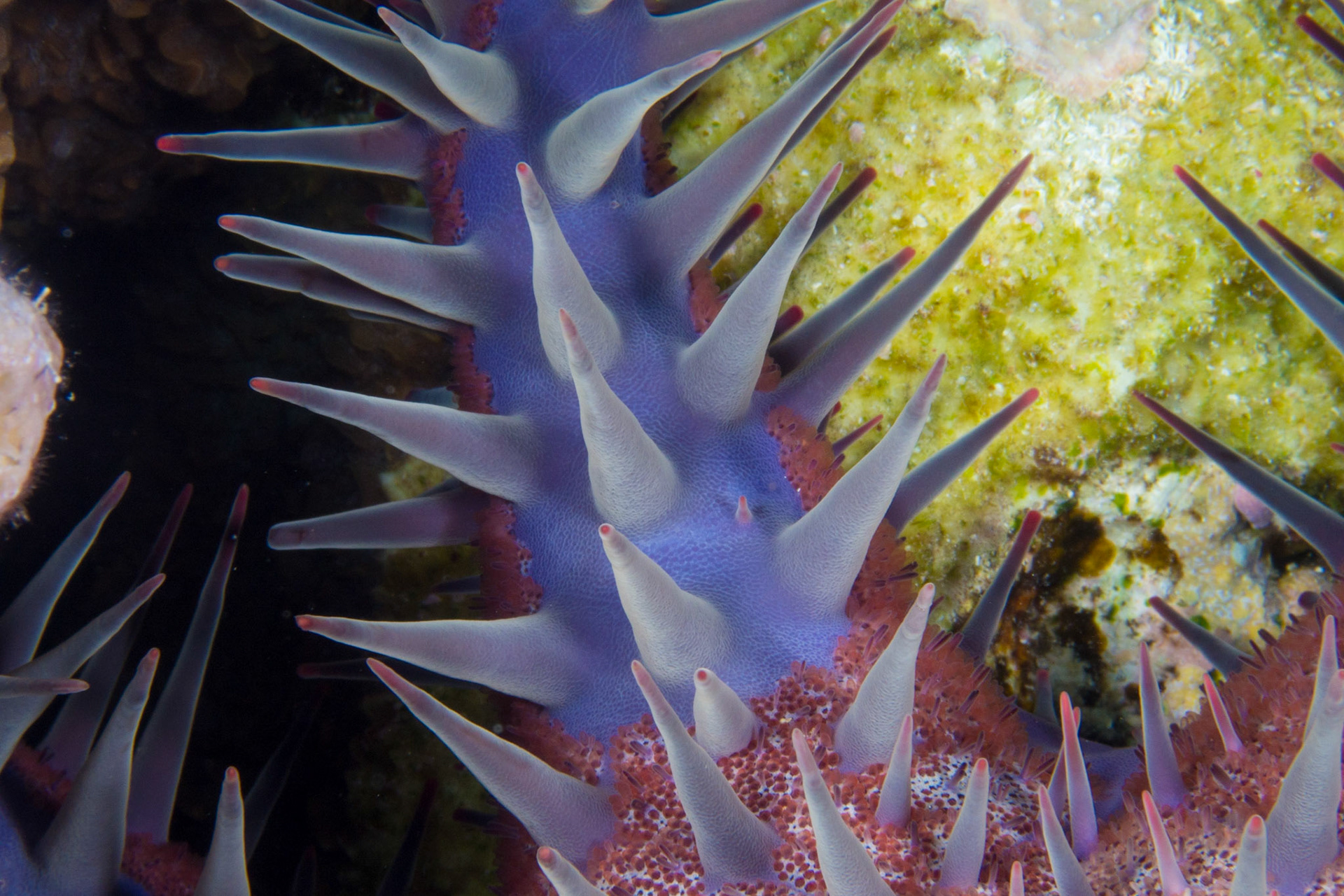 Crown-of-Thorns Sea Star