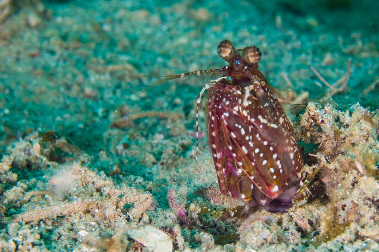 Checkered-eye Mantis