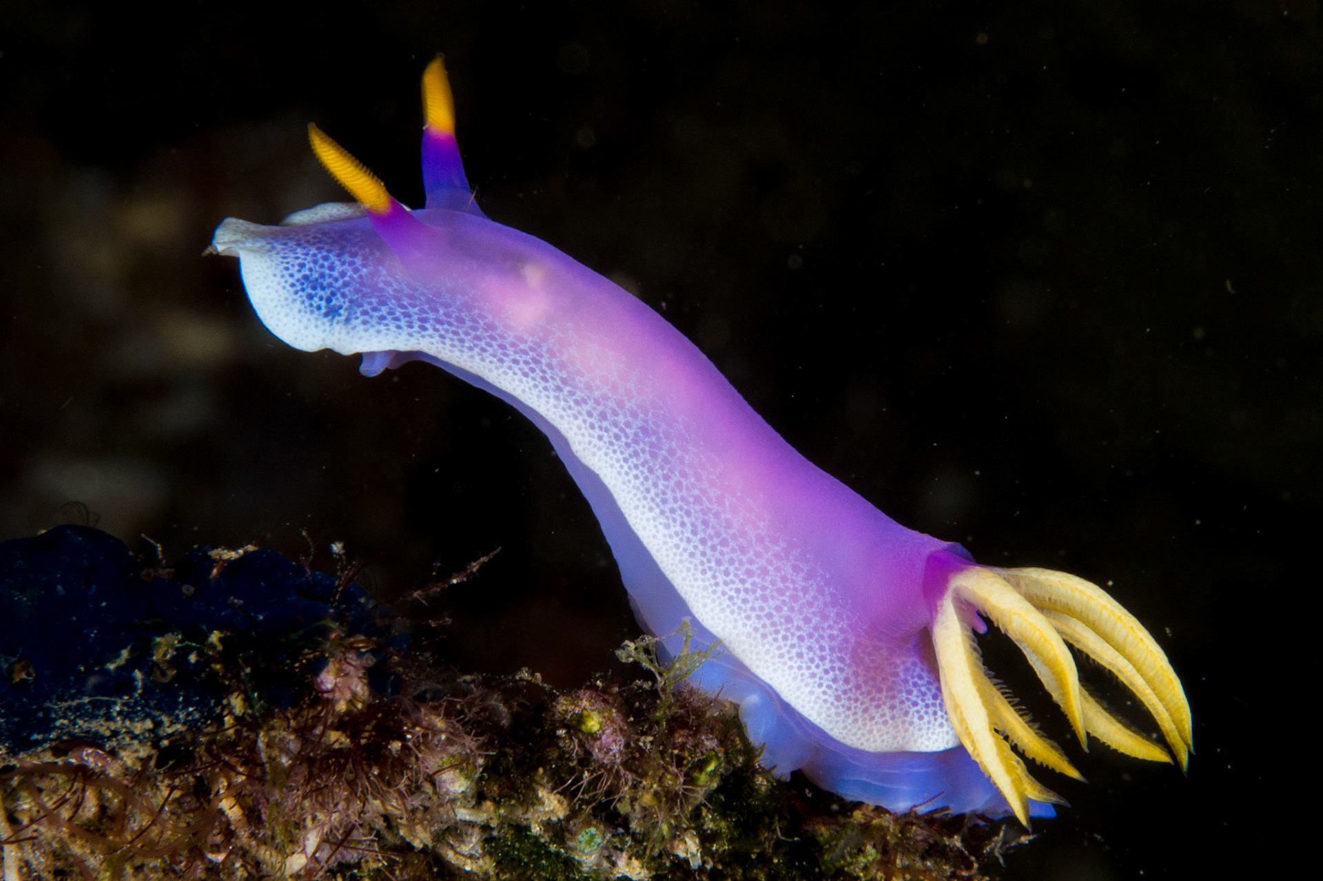 Hypselodoris apolegma