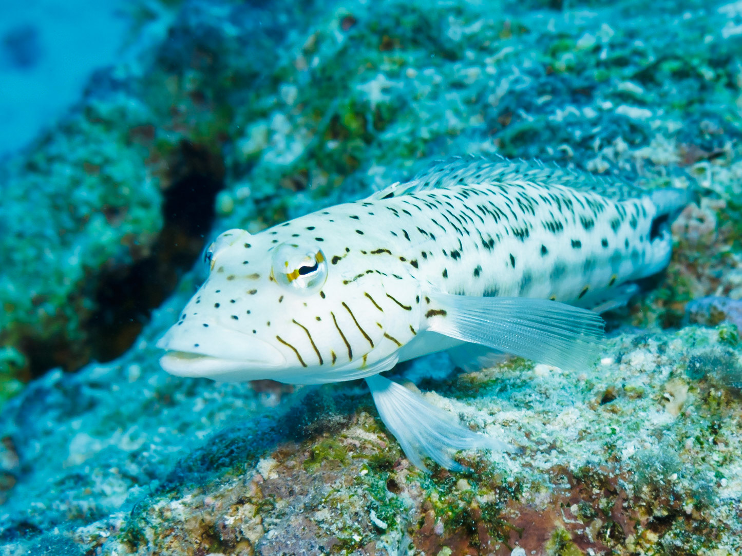 Speckled Sandperch (male)