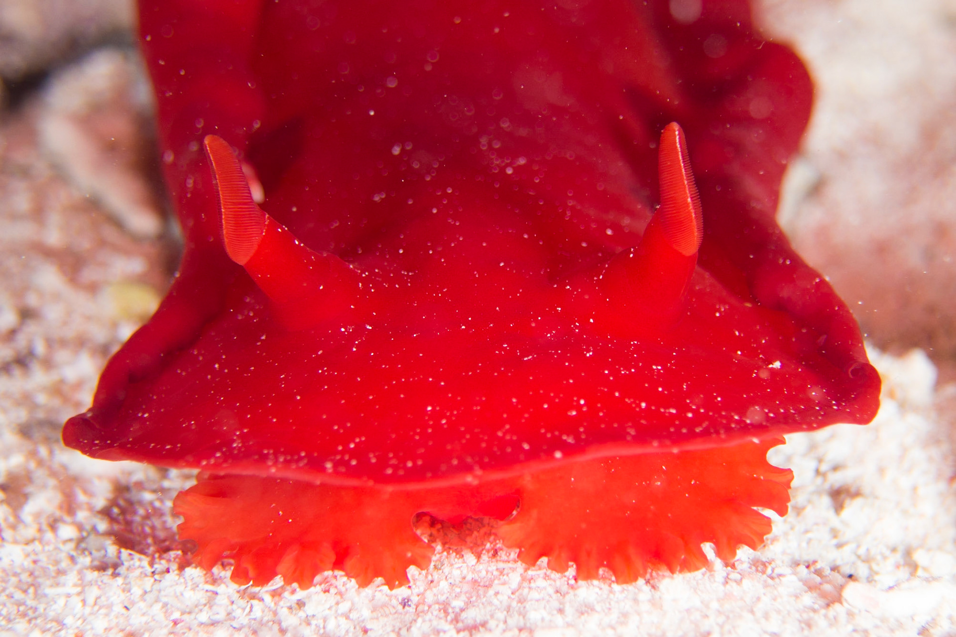 Hexabranchus sanguineus