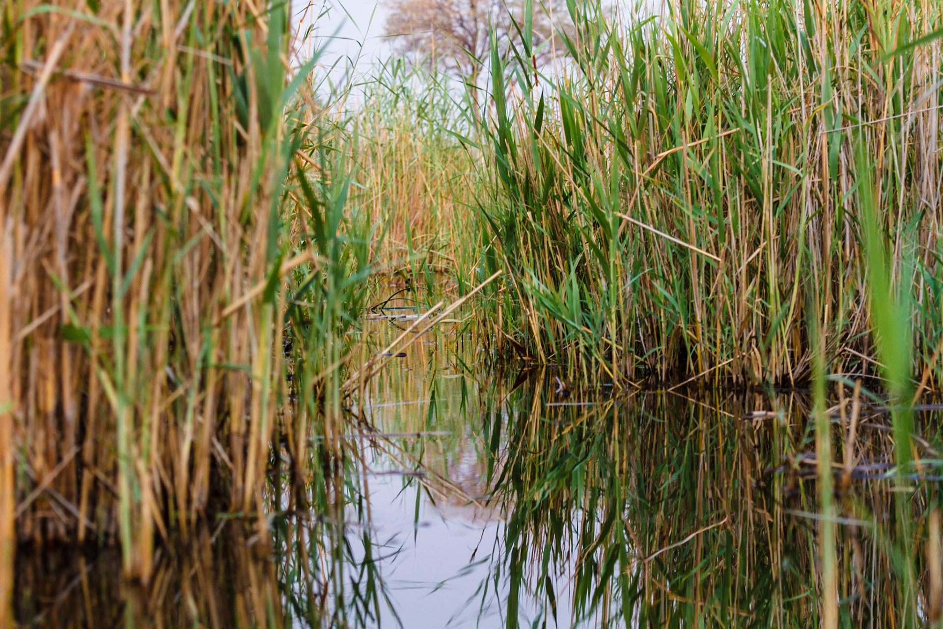 The waterways of the Okavango Delta