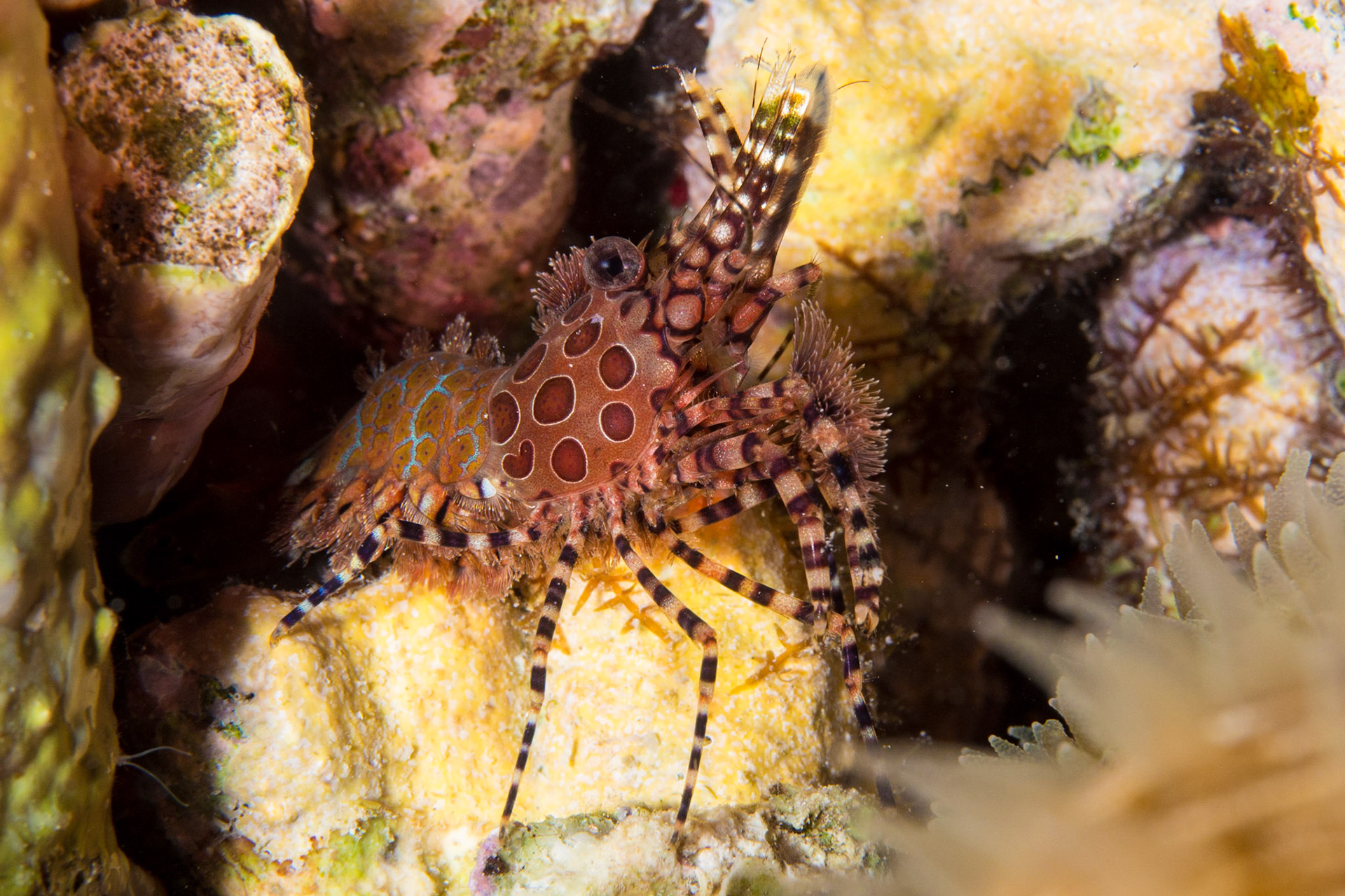 Common Marbled Shrimp