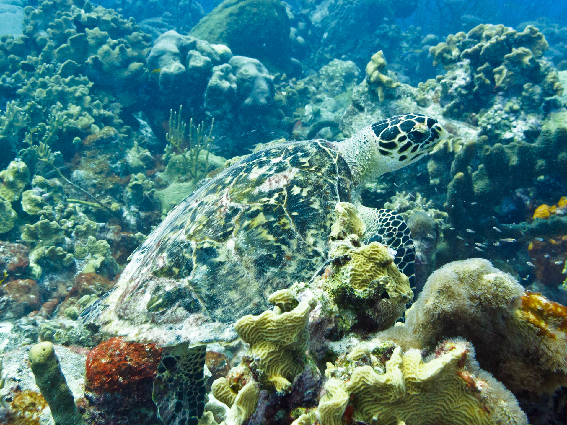 Hawksbill Turtle