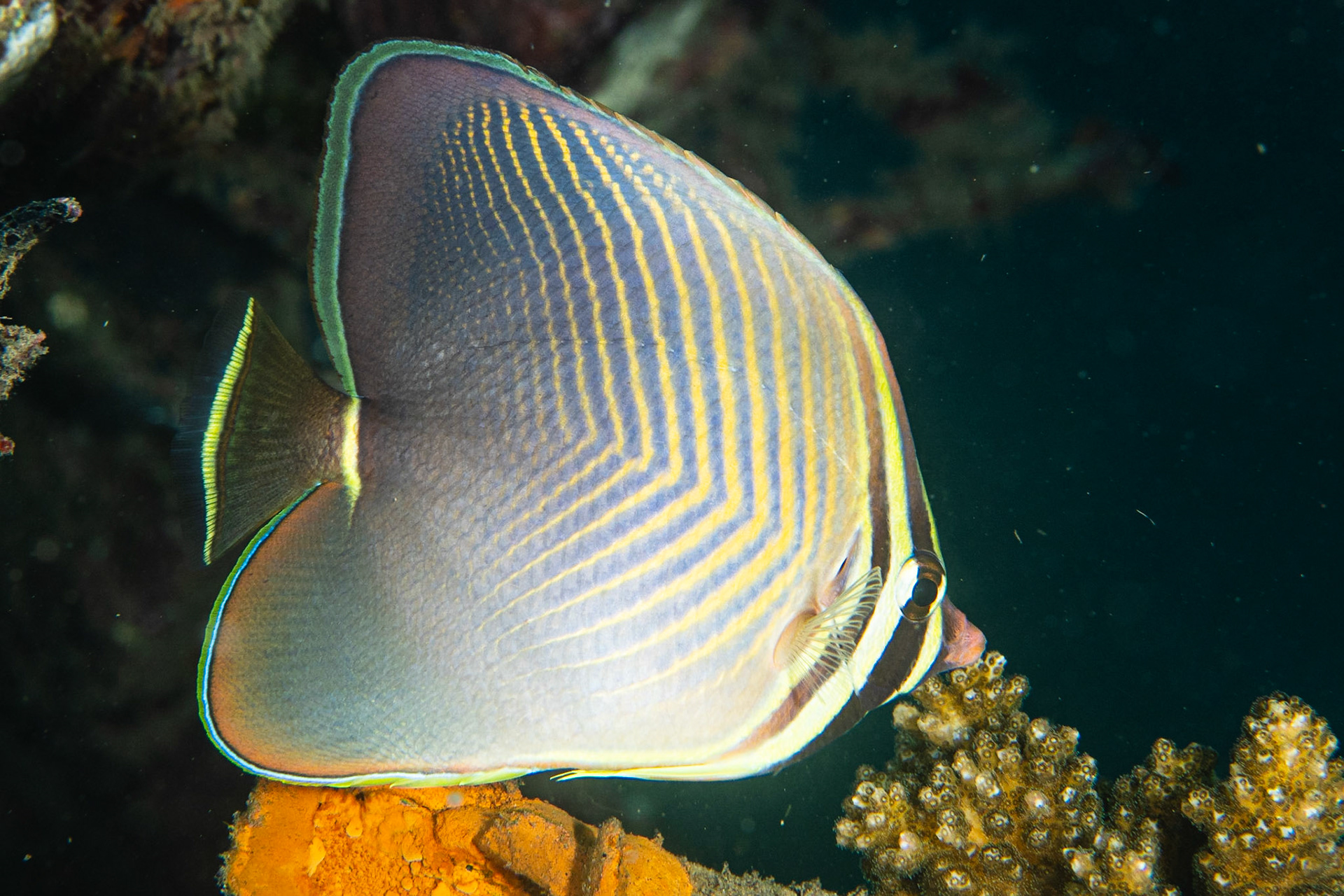 Triangular Butterflyfish