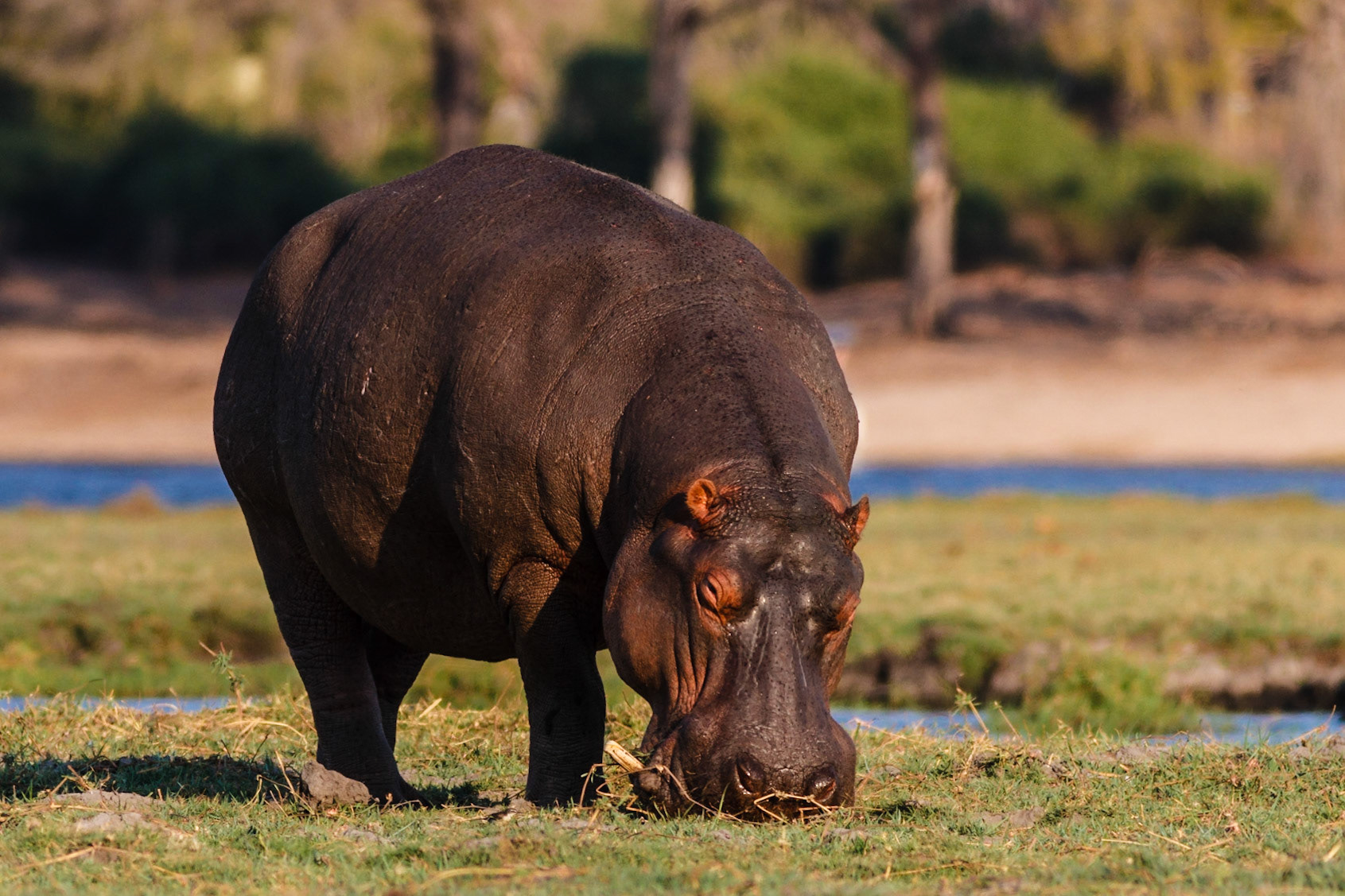 Hippopotamus