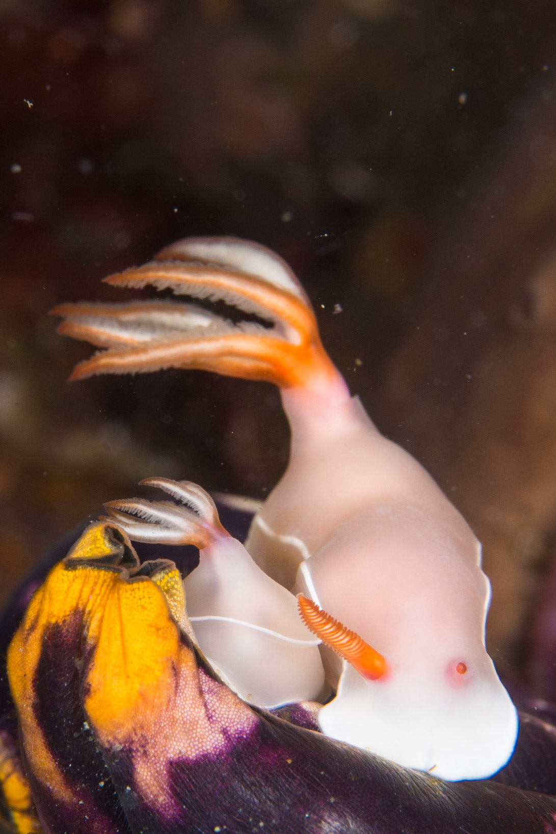 Hypselodoris bullockii