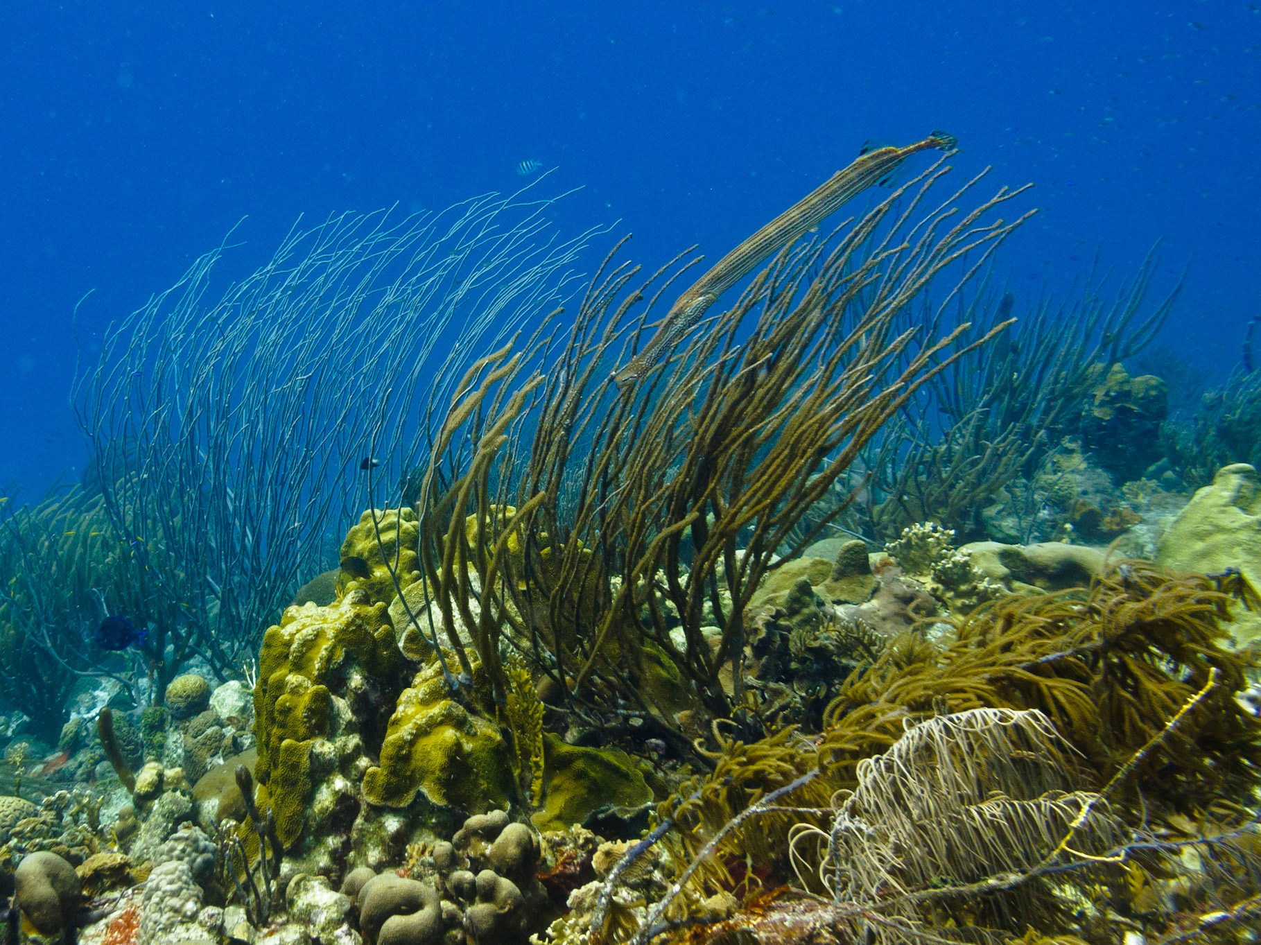 Trumpetfish
