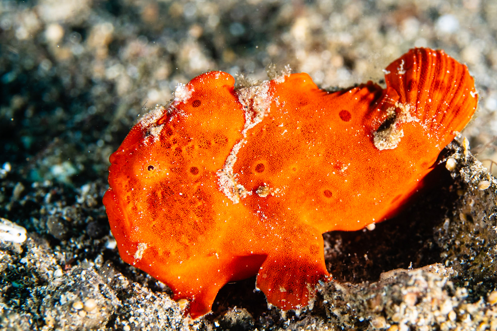 Painted Frogfish