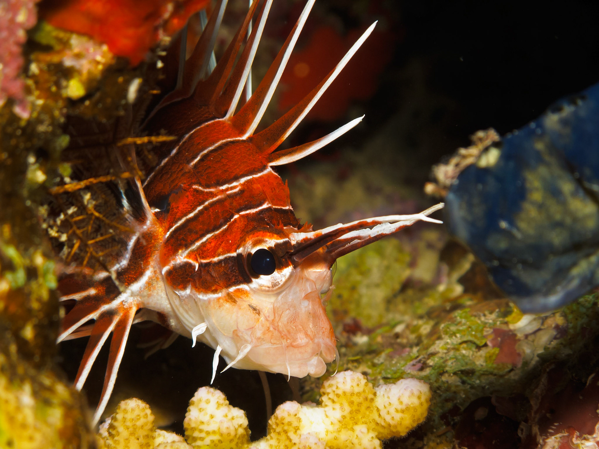 Clearfin Lionfish