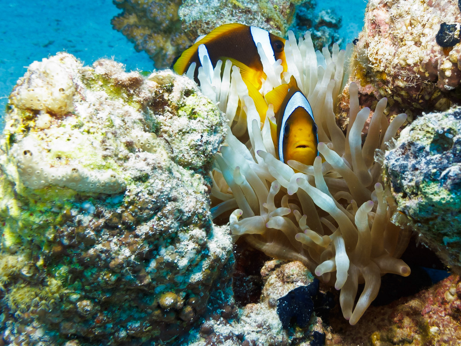 Red Sea Anemonefish