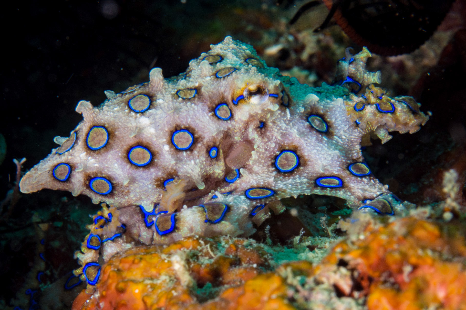 Greater Blue-ringed Octopus