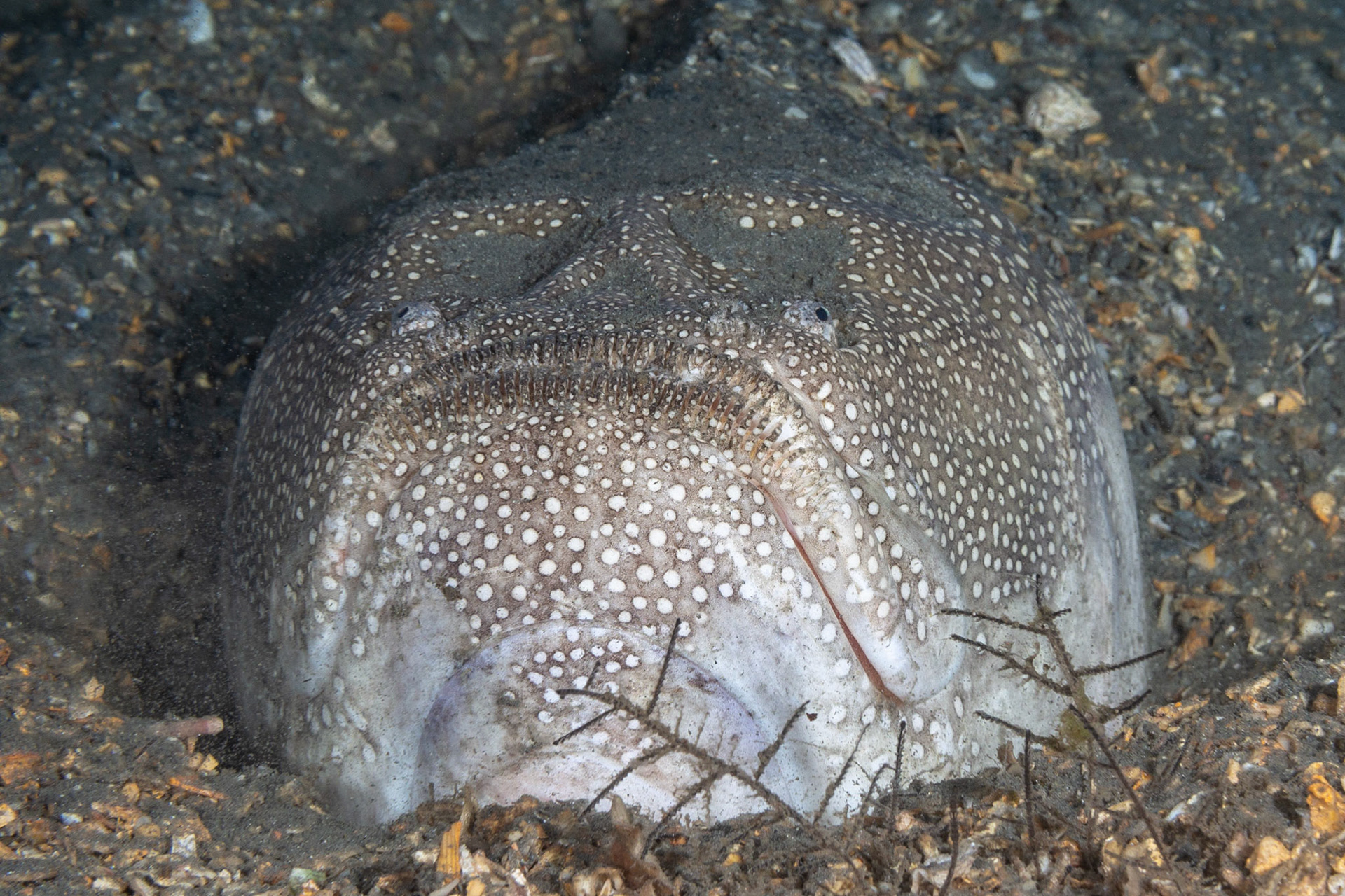 Southern Stargazer