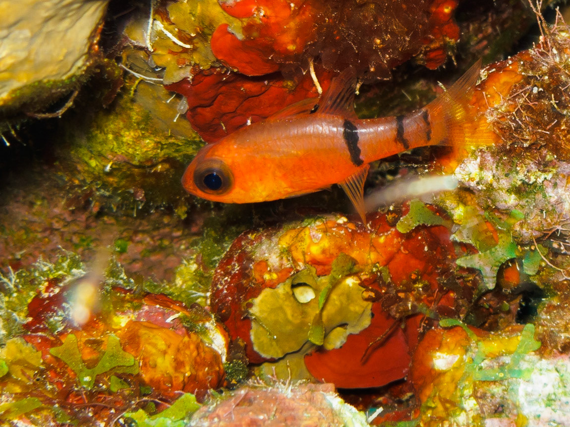 Belted Cardinalfish