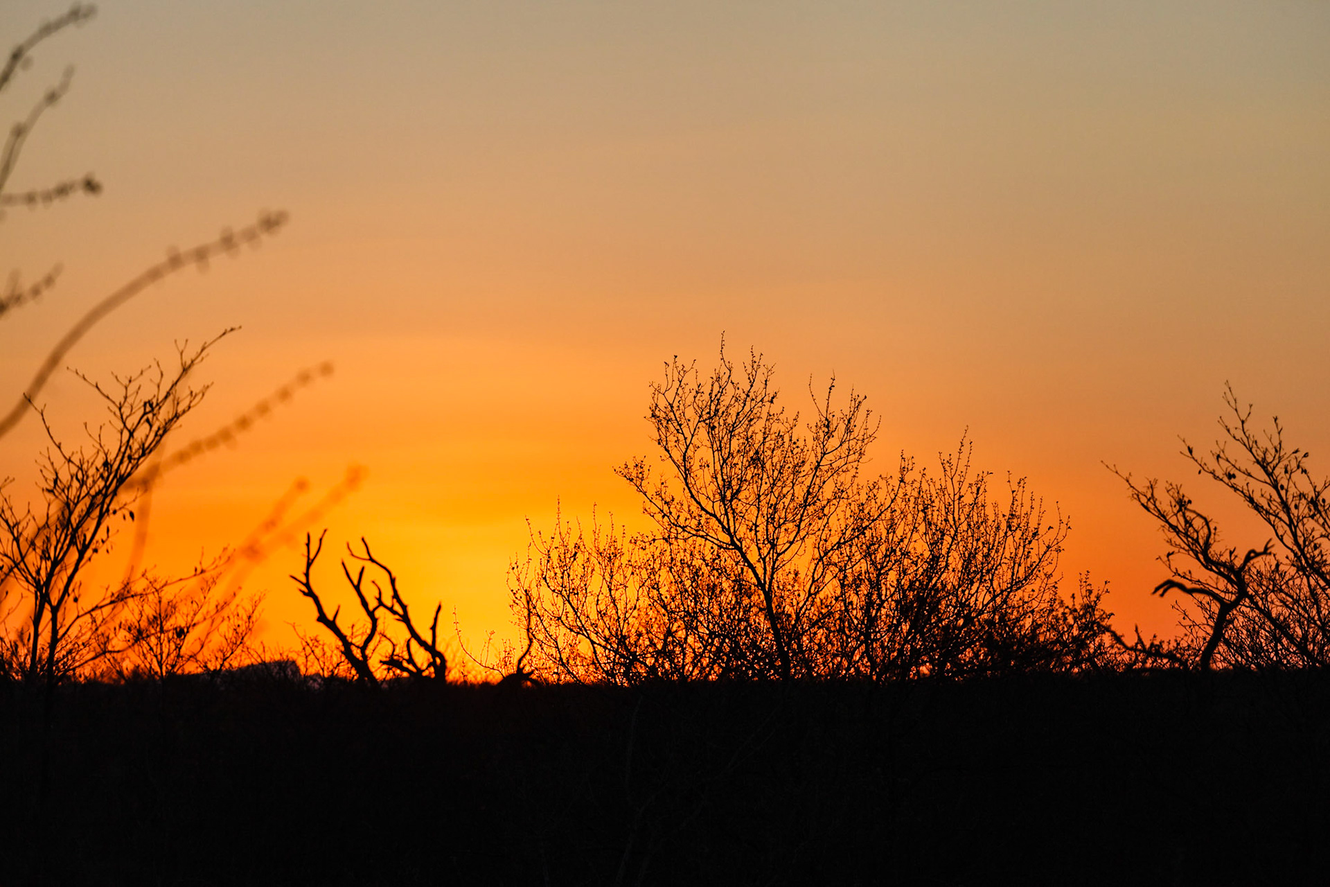 Sunset in Timbavati Preserve