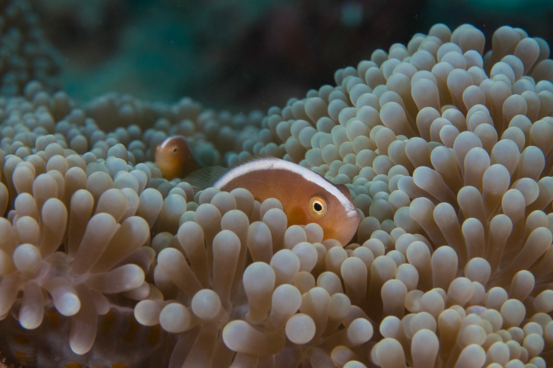Orange Anemonefish and Merten's Anemone