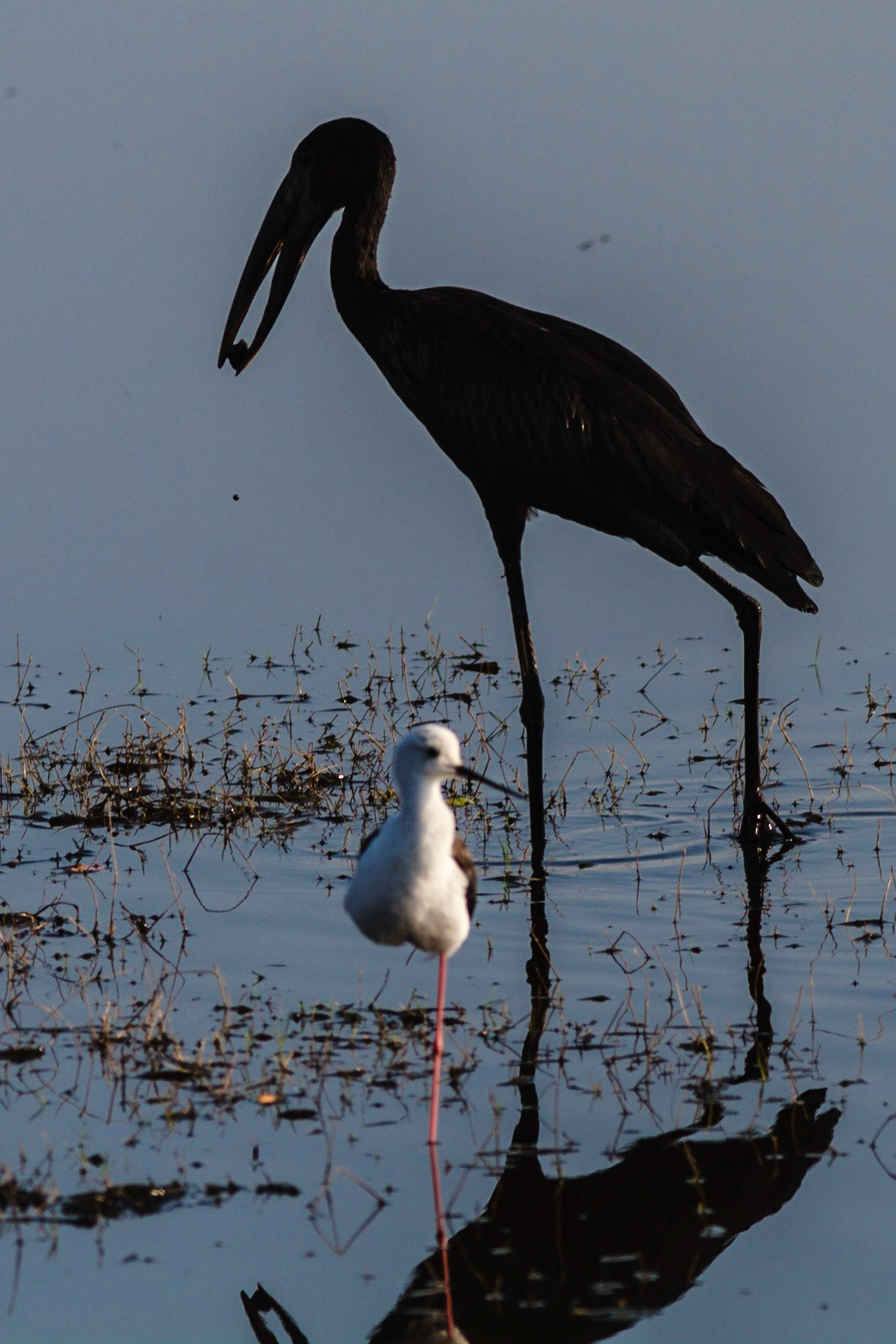 African Openbill Stork feeding on a snail and Black-winged Stilt