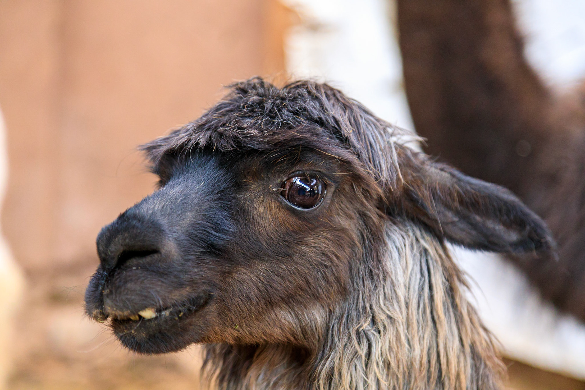 Llama