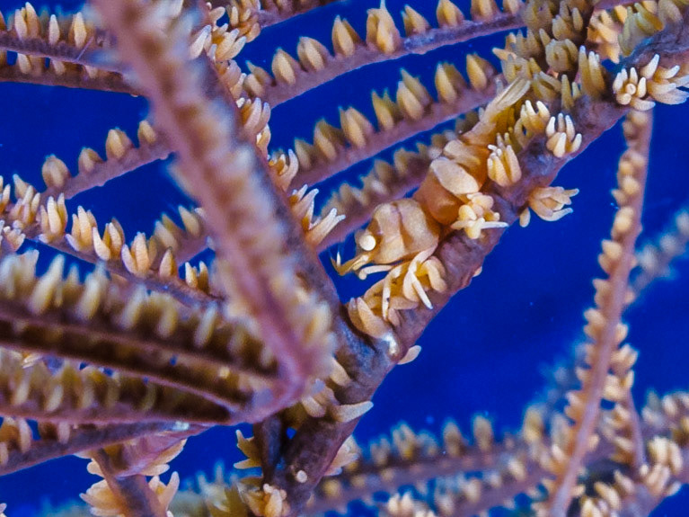 Anker's Whip Coral Shrimp