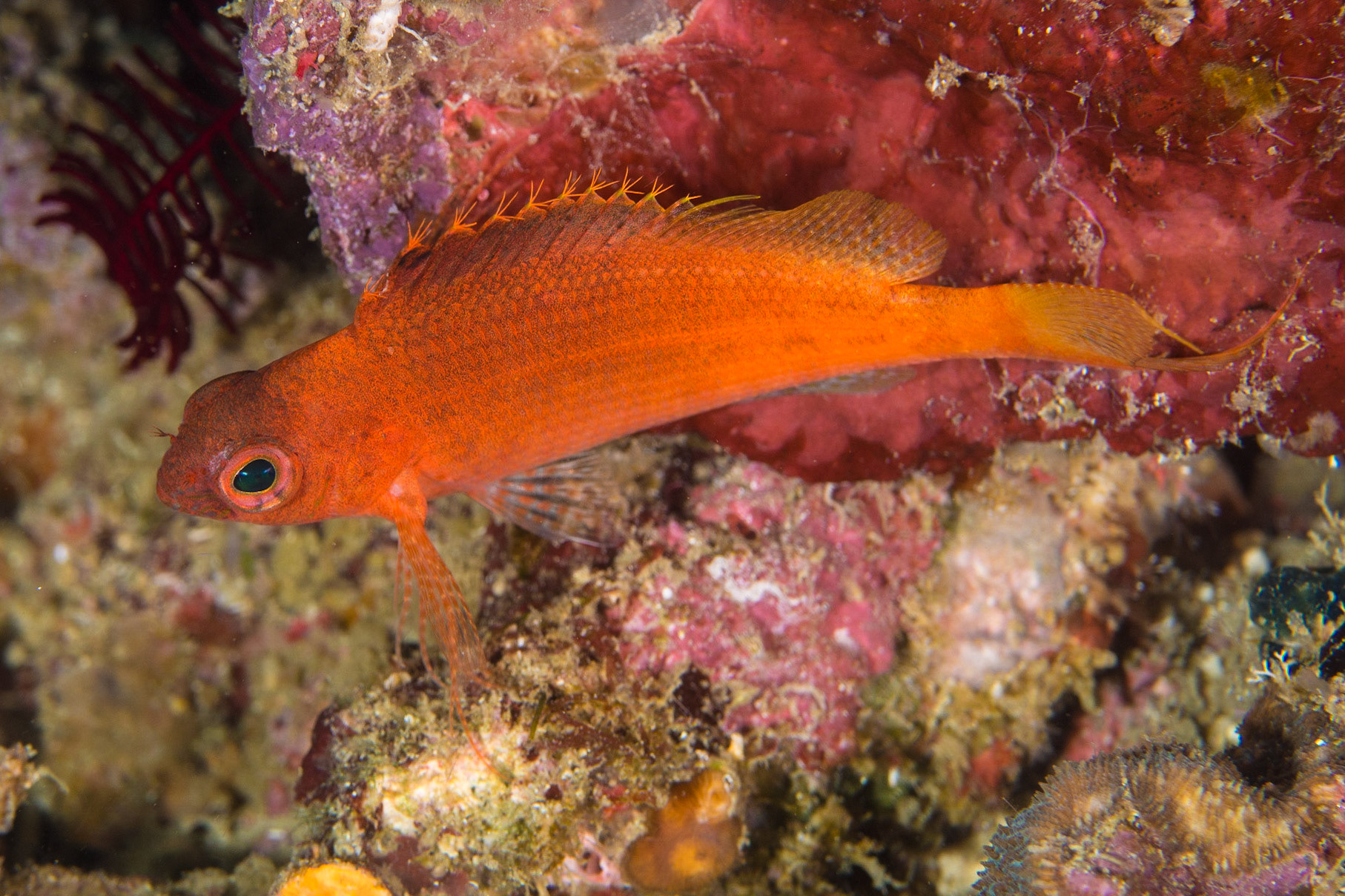 Lyretail Hawkfish