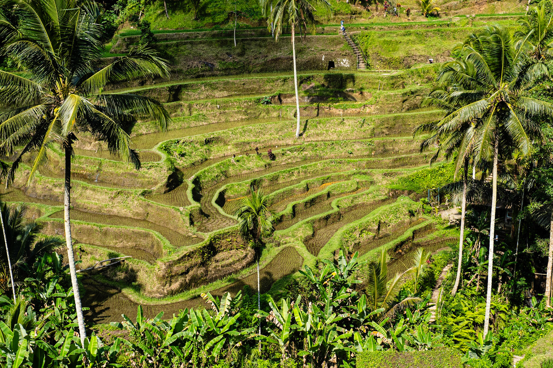 Tegallalang rice fields
