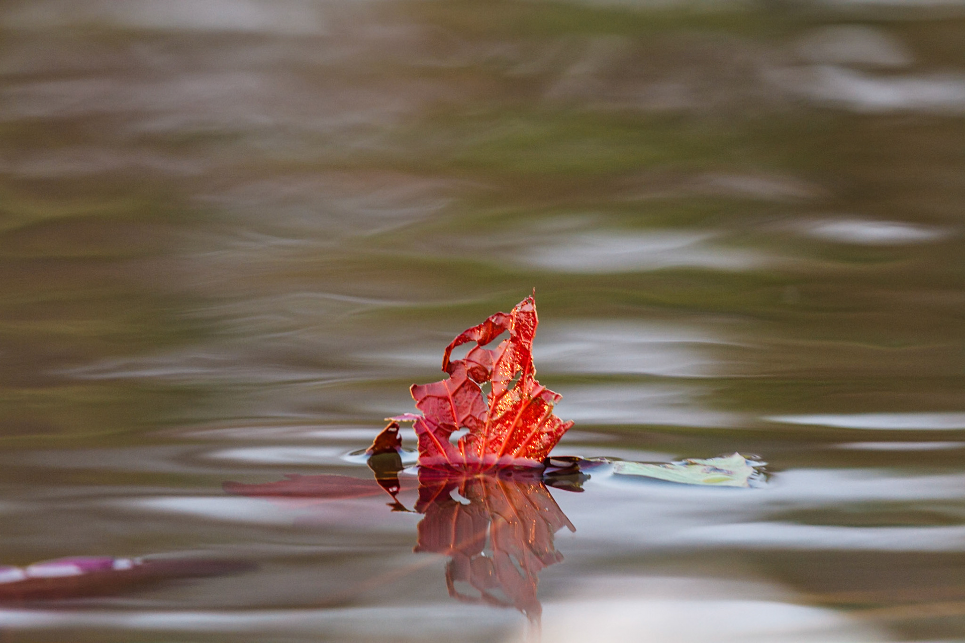A leaf floating in the Okavango Delta