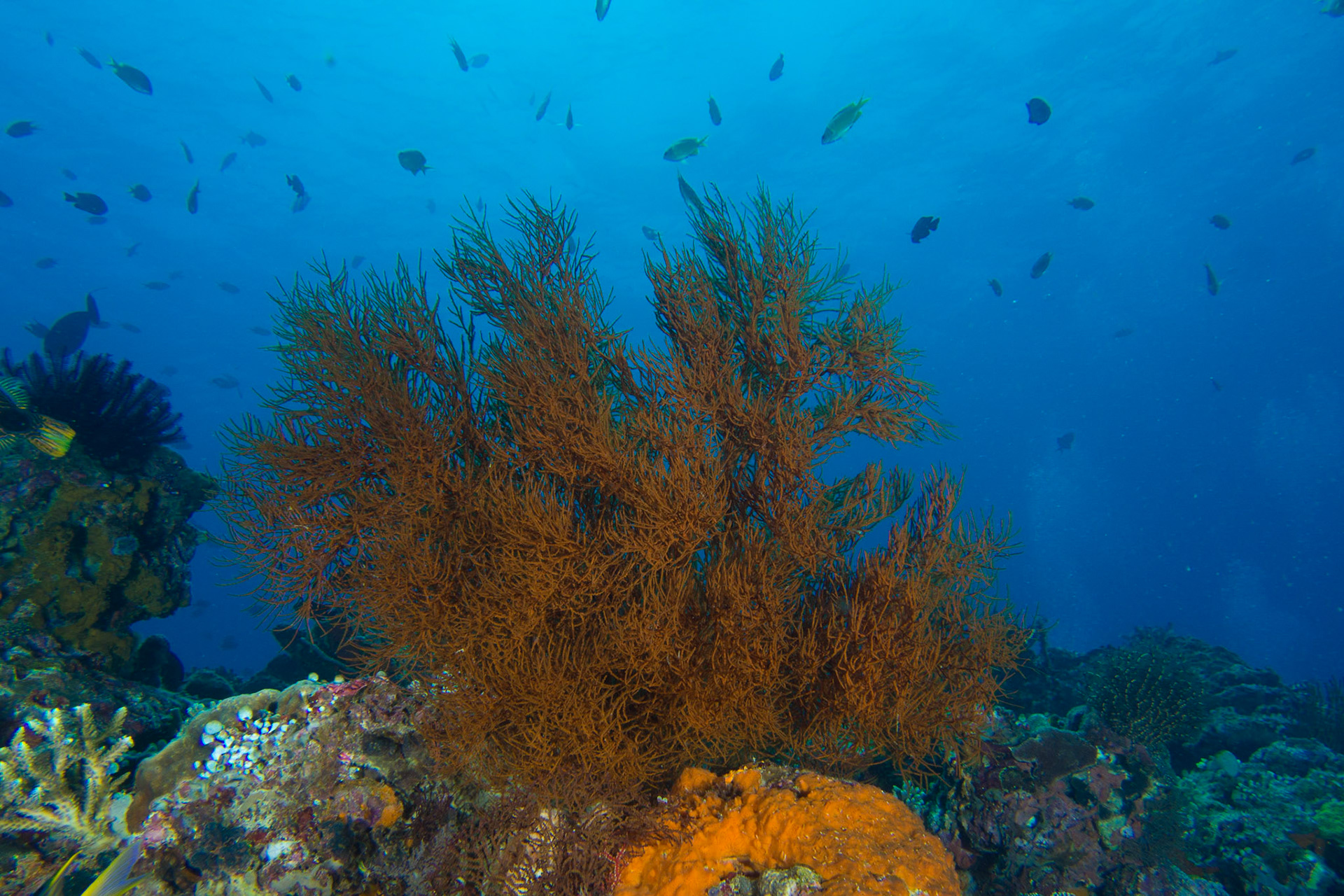 Black Corals