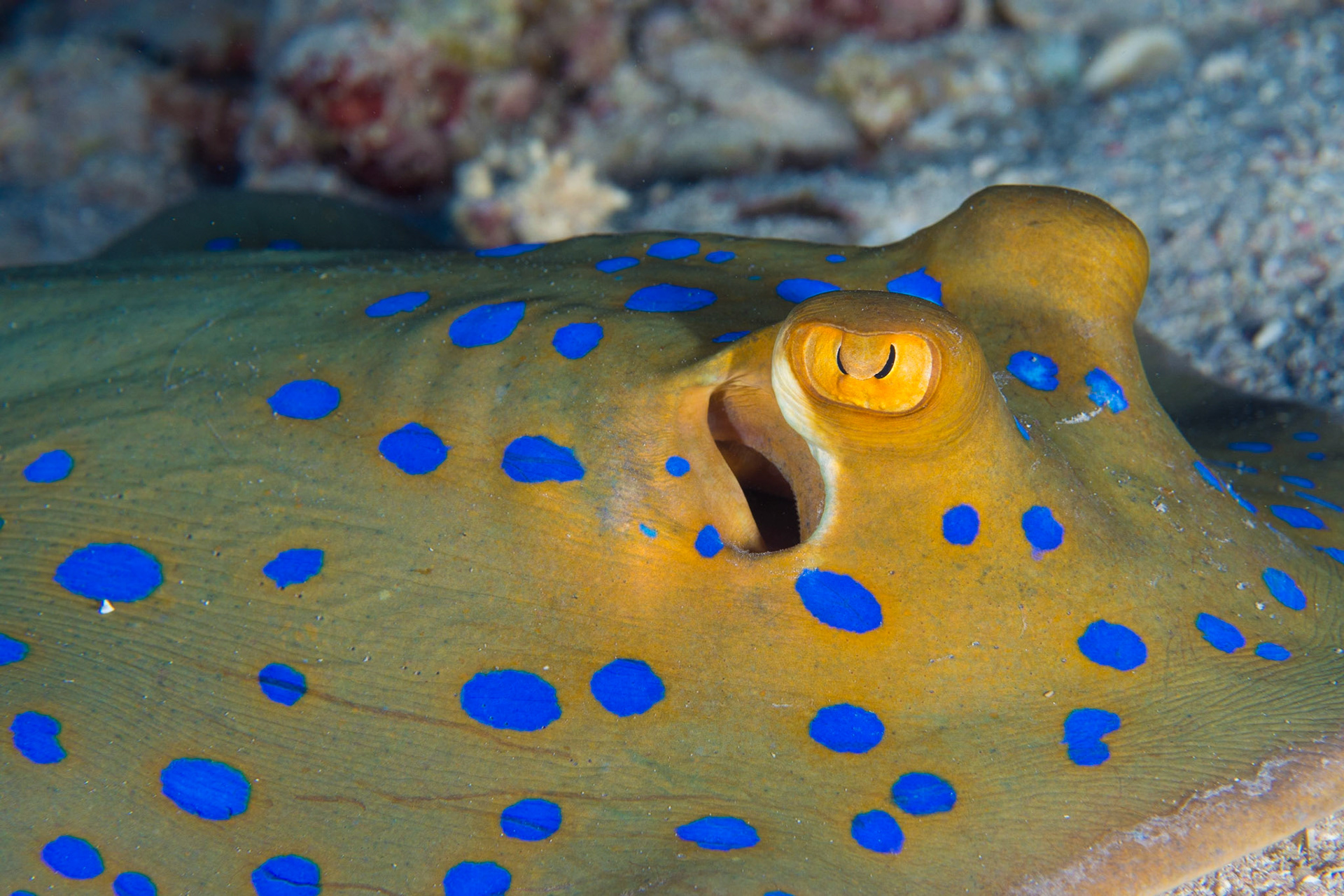 Bluespotted Stingray