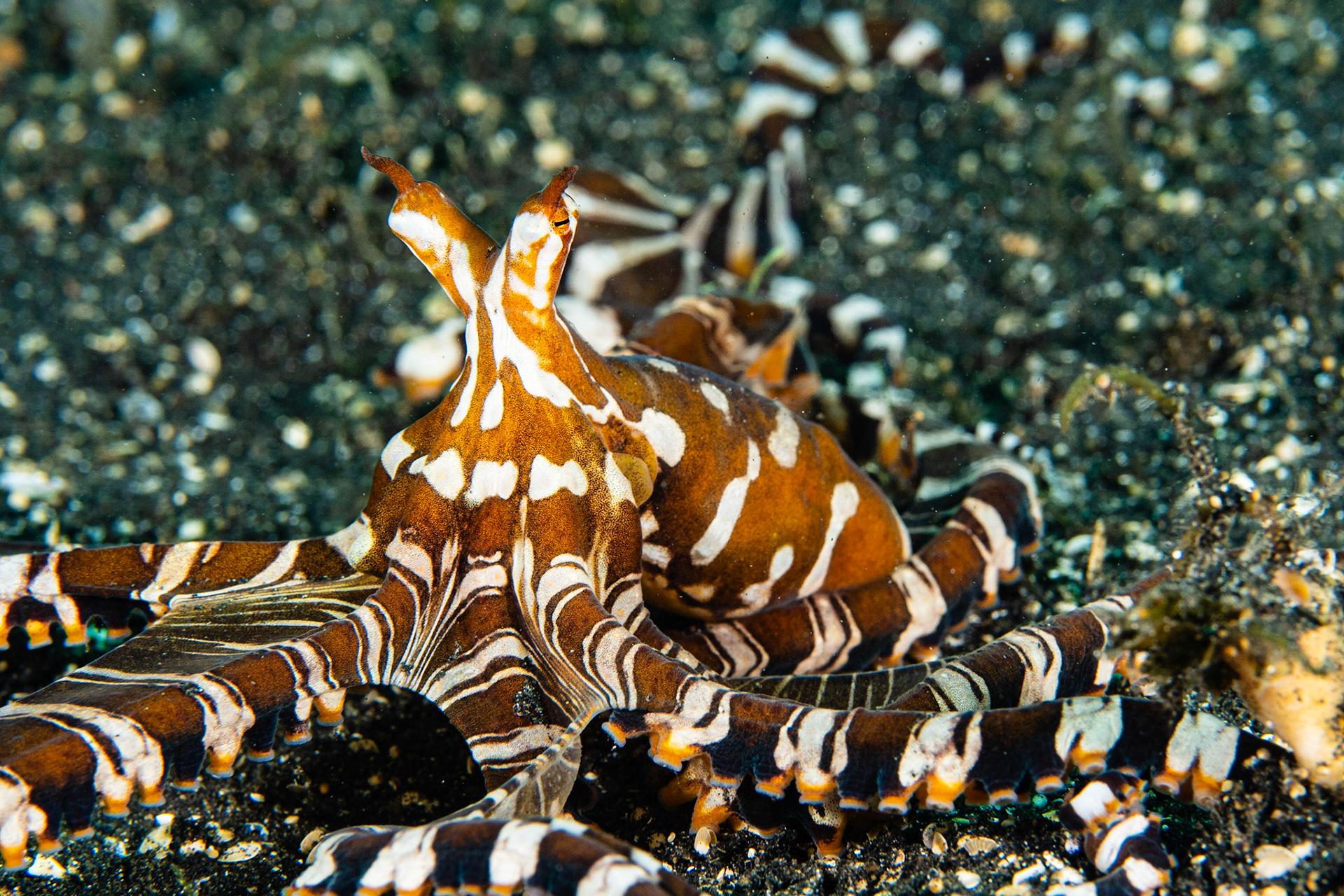 Wunderpus