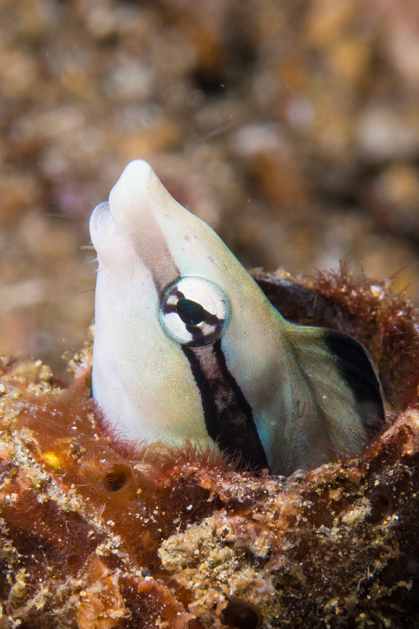 False Cleanerfish