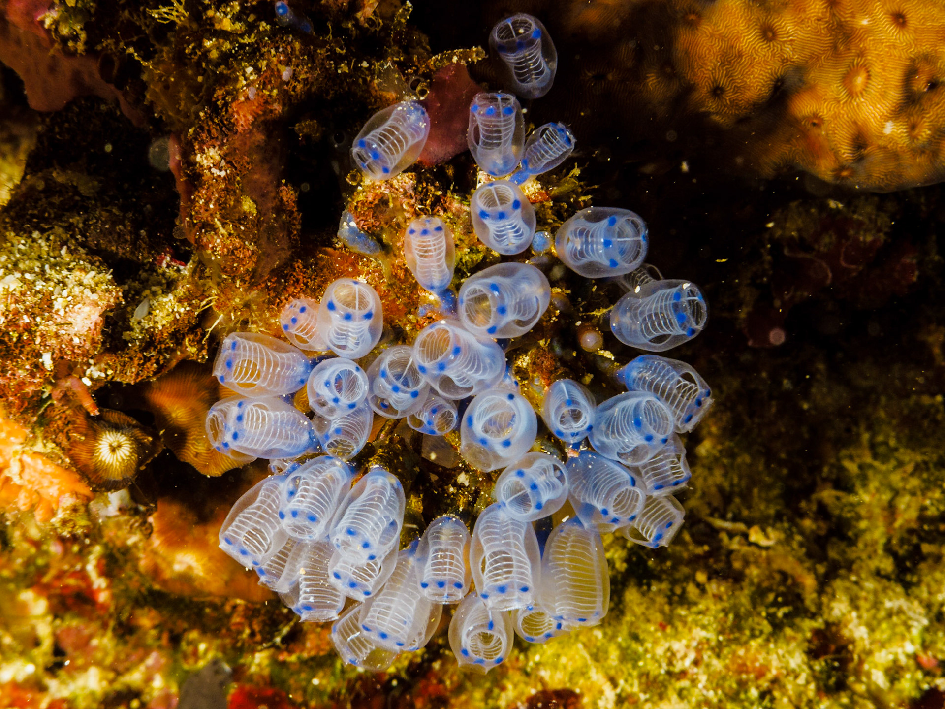 Tunicates