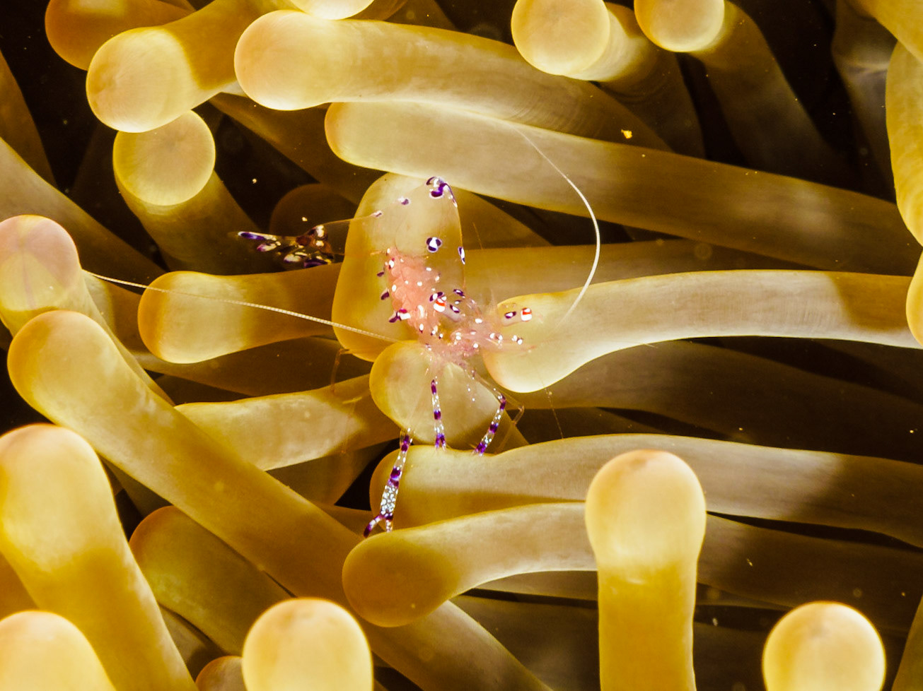 Graceful Anemone Shrimp