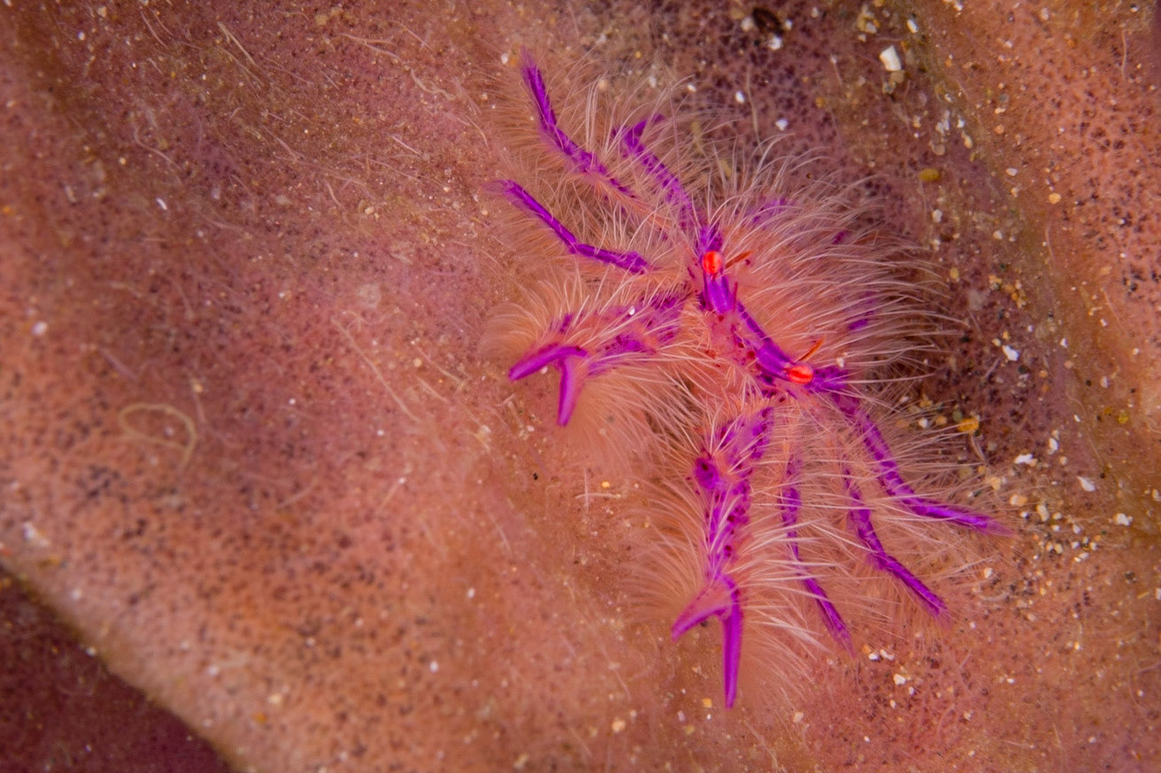 Hairy Squat Lobster