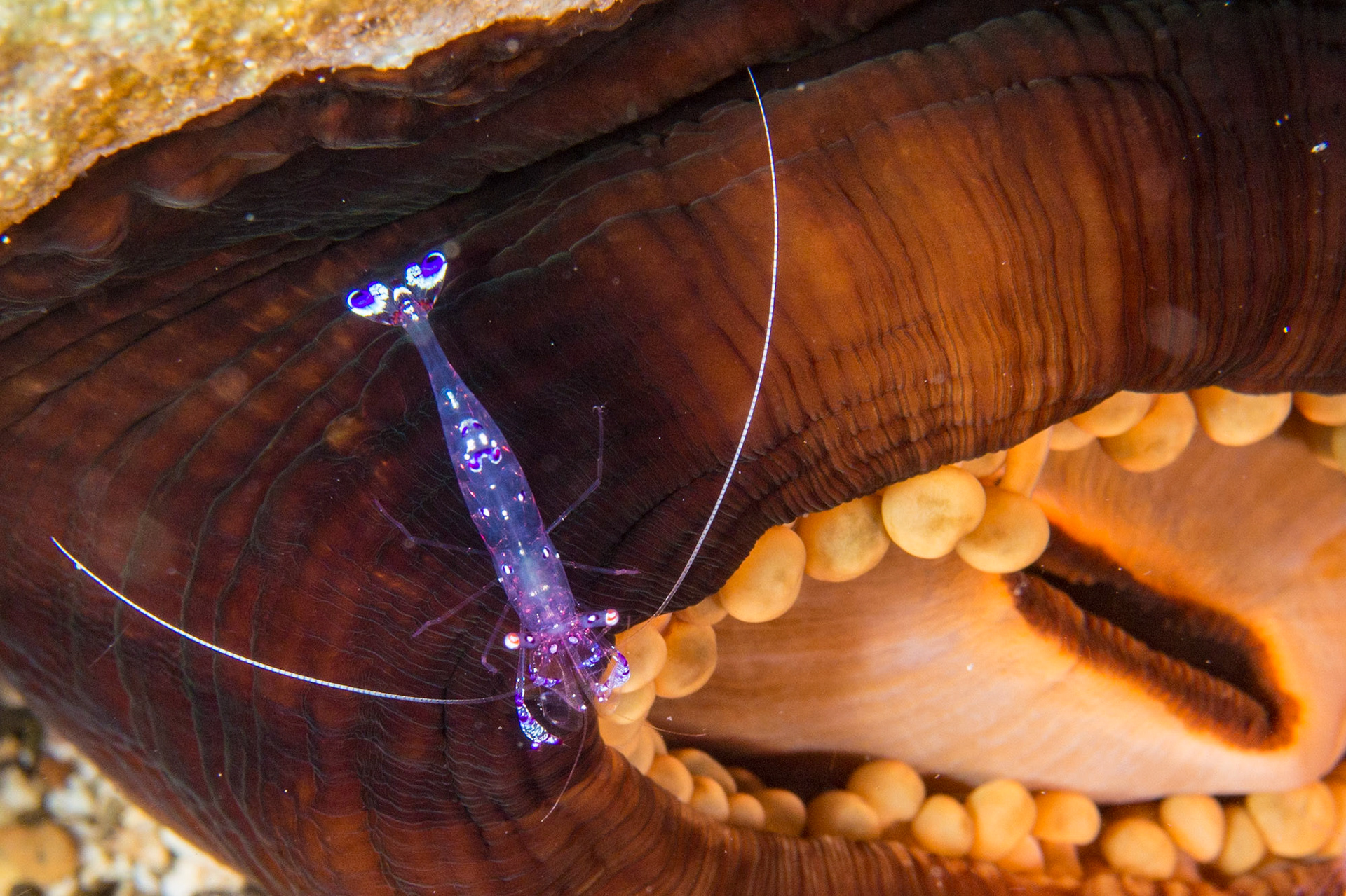 Sarasvati Anemone Shrimp and Magnificent Anemone
