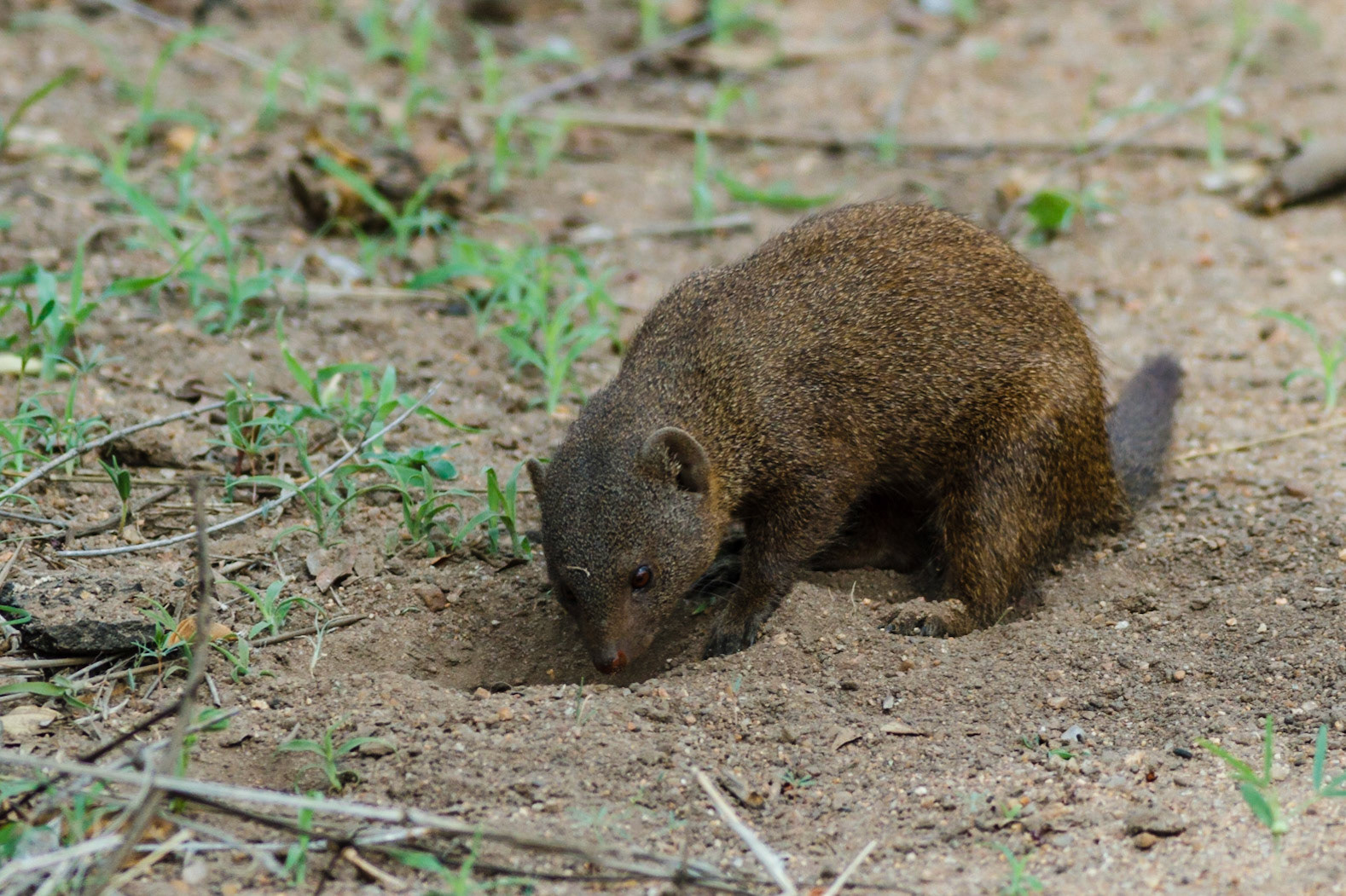 Dwarf Mongoose