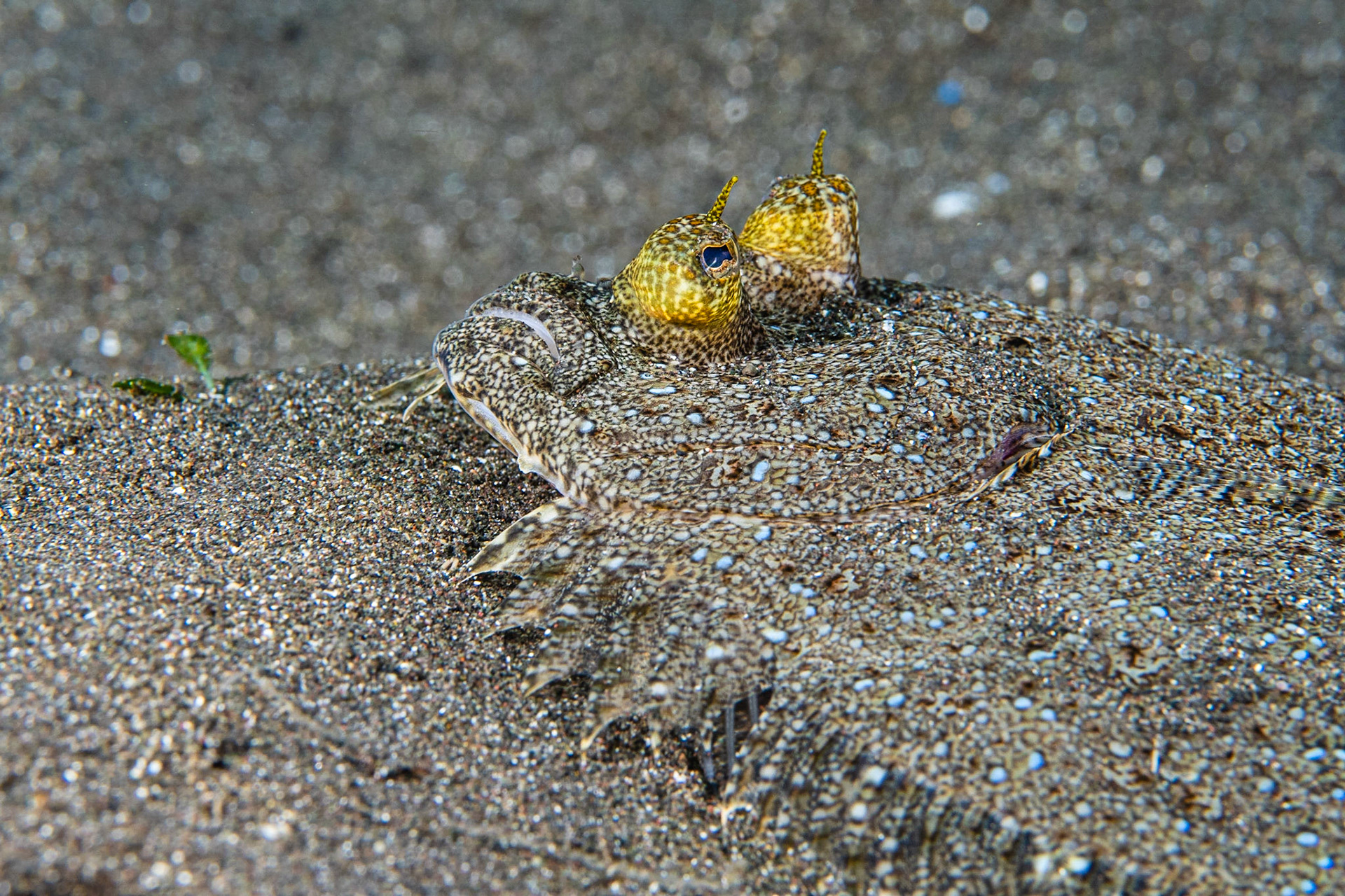Leopard Flounder