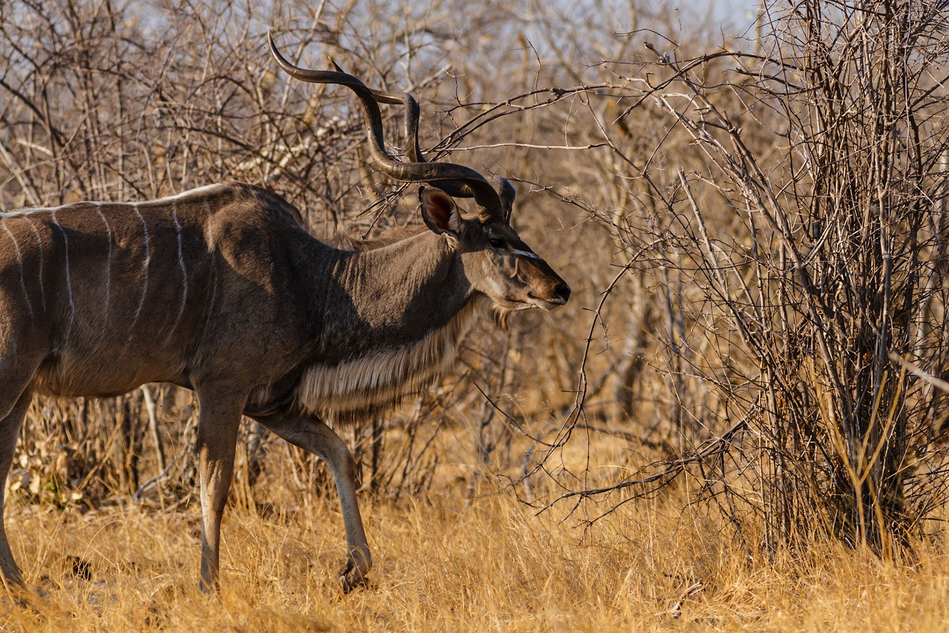 Greater Kudu