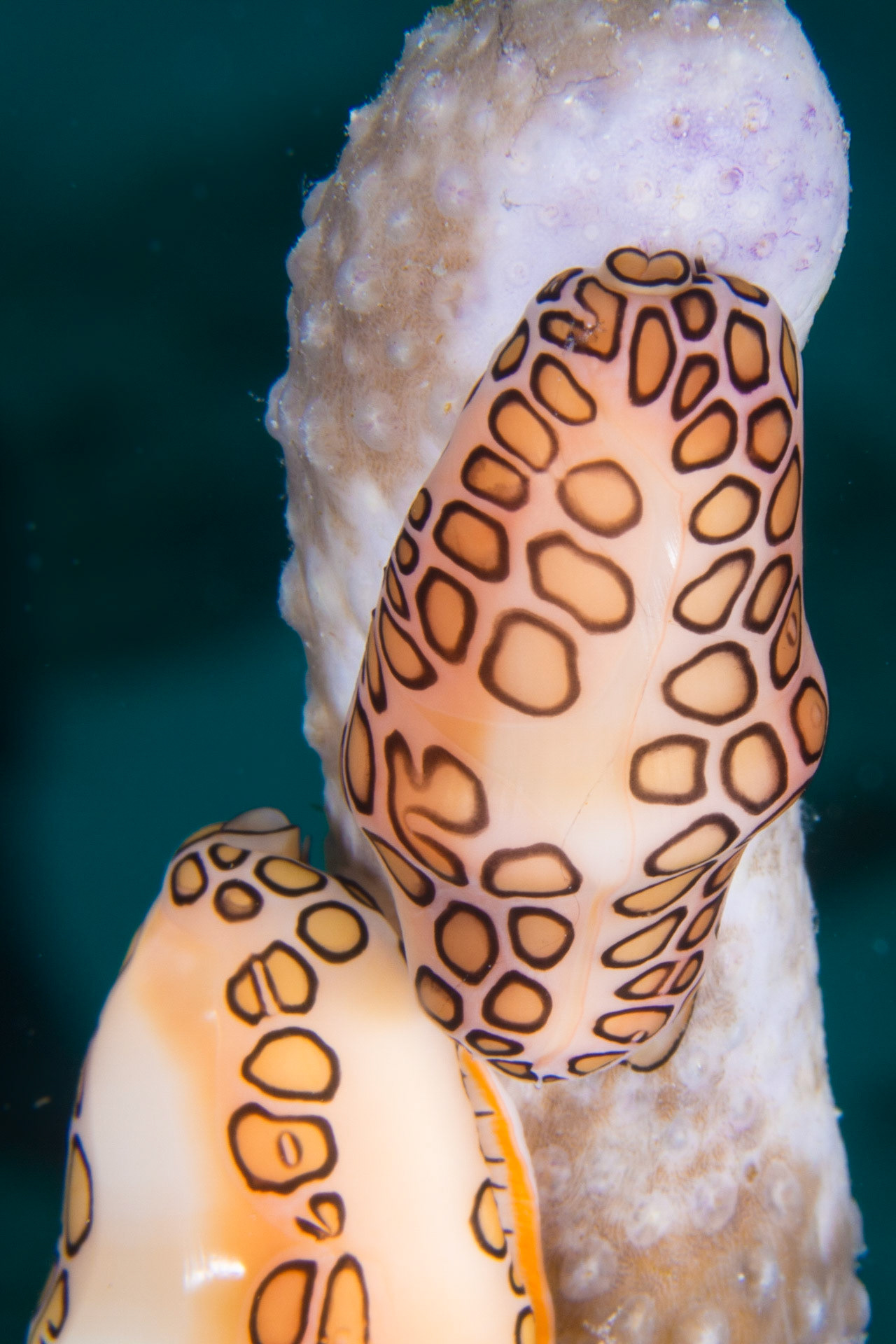 Flamingo Tongue