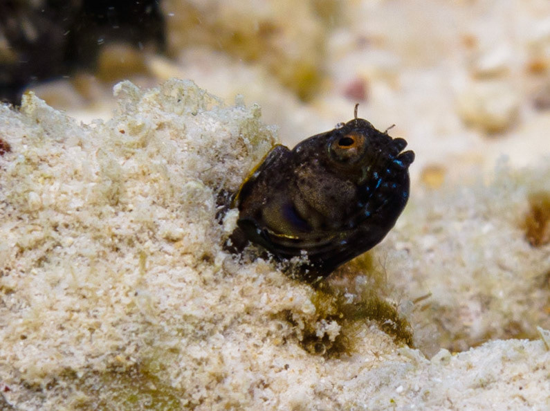 Sailfin Blenny