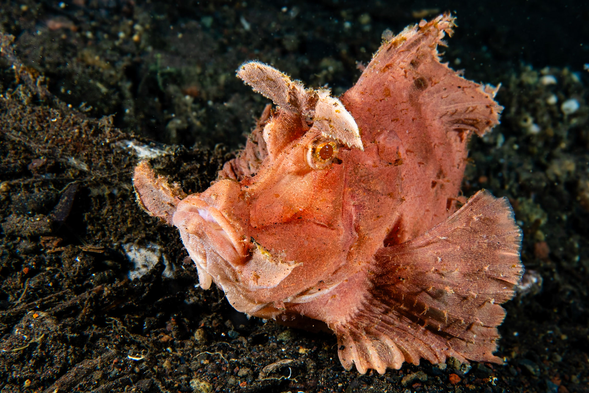 Paddle-flap Scorpionfish