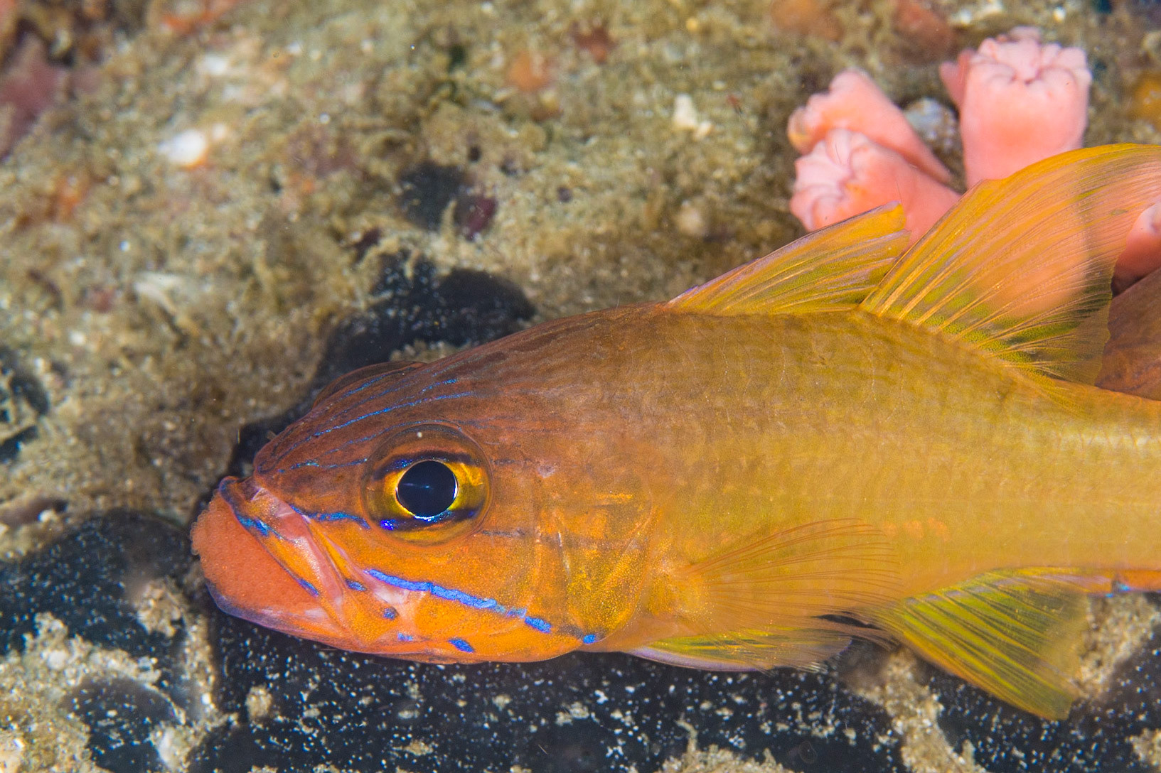 Yellowlined Cardinalfish