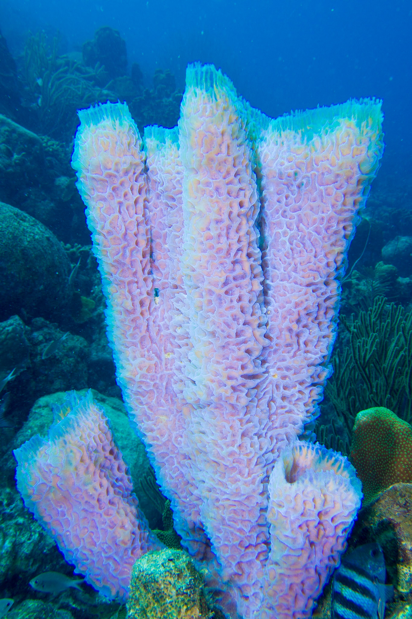 Azure Vase Sponge
